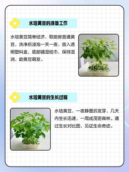 家里种大豆风水怎么样？适合种植吗？
