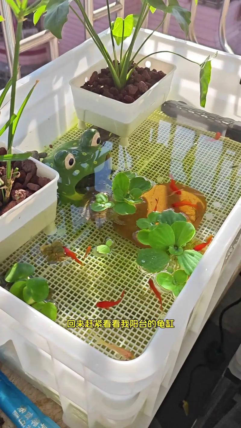 阳台风水适宜养乌龟吗？有什么讲究和注意事项？