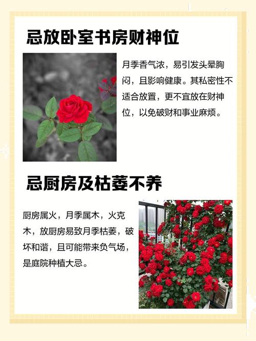 庭院种植月季花有哪些风水忌讳需要注意？