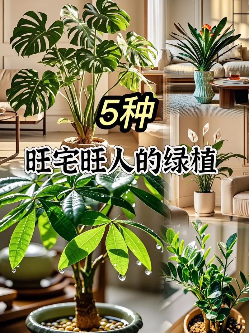 家里适合种植花草植物吗？这样的布局对风水有好处吗？
