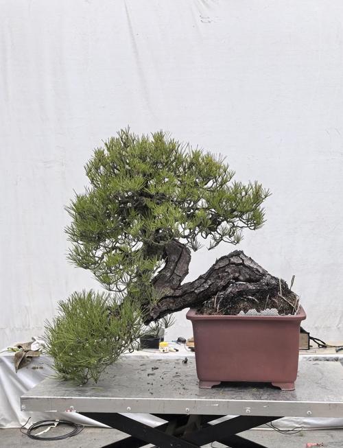 龙爪松的风水讲究有哪些，如何布局才能发挥最大效果？