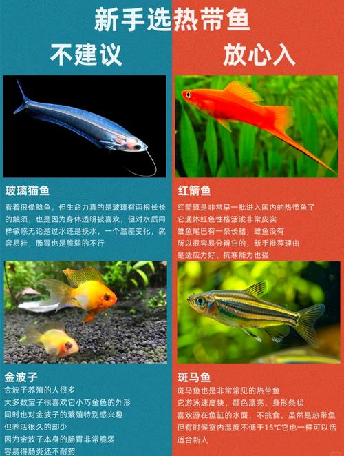 小型热带鱼究竟是否被归类为具有风水寓意的风水鱼呢？